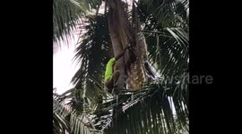 Fire officer Rescued Owl stuck on a tree after it had got entangled in kite string in Southern India.