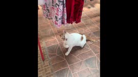Funny cat eats yarn from a hanging clothes