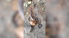 Giant centipede rubs its pincers together after eating snail in Thailand