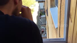 Neighbor's cat loves the laser tag