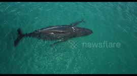 Amazing drone footage of humpback whale feeding her calf