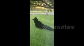 Three-legged bear spotted rolling around on Florida homeowner's front lawn