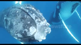 SOUND ON: Humpback whale encounter captures unique whale song in South Pacific