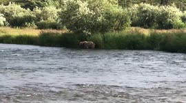 Grizzly bear seen hunting for salmon in Alaskan wild