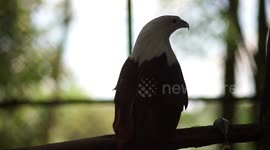 Zoo in Indonesia Affected by Coronavirus, Hundreds of Animals Threatened by Famine