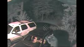 Black bear attempting to break into car caught on home CCTV