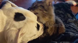 Flea the pit bull and River the cat!