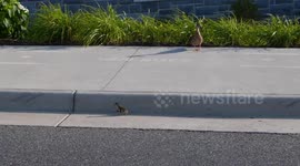Laggard Duckling Needed a Helpful Shove