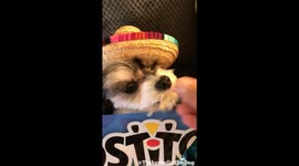 Tinkerbelle The Dog Celebrates Cinco De Mayo