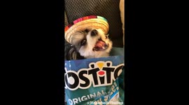 'Tinkerbelle' the dog celebrates Cinco De Mayo in New York