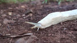 Elegant white slug glides across muddy track in Mount Elgon National Park, Kenya