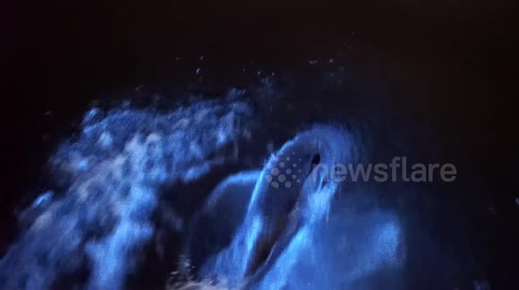 Dolphins swimming off California coast GLOWING due to bioluminescence