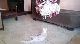 Pet kitty rocks baby to sleep by pulling on string hanging from cradle