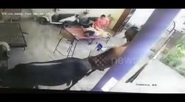 Indian family stunned as herd of stray cattle marches through their home