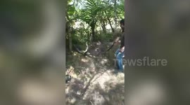 Officials rescue 12-feet-long venomous cobra in southern India