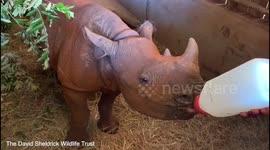 This adorable footage shows the daily routine of a baby rhino