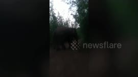 Panic grips residents as hungry wild elephant raids village in eastern India