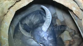 Huge buffalo rescued from a manhole in China