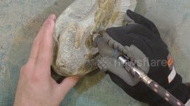 New Zealander exposes eight-million-year-old crab fossil enclosed in rock