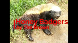 Honey badgers in the wild
