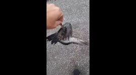 rescuing an injured pigeon who was left lying on the street to die.