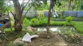 Two goats come to their owner when called