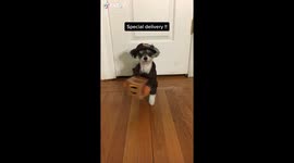 Mental Health Awareness with Tinkerbelle The Dog