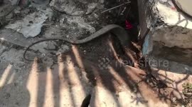 Monitor lizard rescued after getting its head stuck in drain while running away from a dog