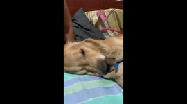 First-time Golden Retriever mom in tender moment with newborn puppy ahead of Mother's Day