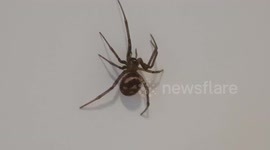 False widows breeding