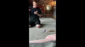 Bearded dragon (pancake) plays with cat toy.