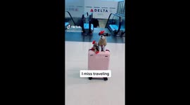When a Dog Travels better Than A Human
