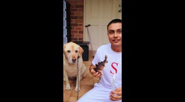 Dog Reacts To Magic tricks