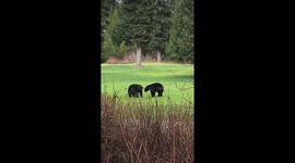 Bear fight caught on camera in the middle of a golf course in Canada