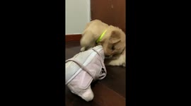 Adorable golden retriever one month old puppies play fighting