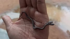 Rare two-headed snake found in Indian sanctuary baffles wildlife experts