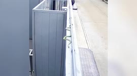 Snake takes a tumble when attacking lizard in Bangkok