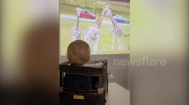 UK parents recreate safari for their daughter during COVID-19 lockdown