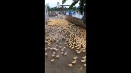 Thousands of ducks ran chaos when they first got into the water
