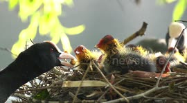 Inside a Coots Nest! Intimate Footage Shows The Strong Family Bond Of These British Birds!