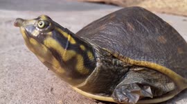 FOUND SWEET WATER TURTLE