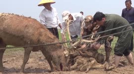 Wild elk in China rescued after its antlers became entangled in fishing nets