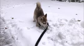 Is a Pomsky the right dog for you? A Pomsky 101 video from cute Pomsky puppy to adult Pomsky