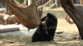 Baby sloth bear gleefully plays with ball after being seized from poachers in India