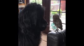 Tiny owl hypnotising a huge dog