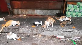 Stray cat's and hearted lady
