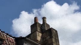 'Terrifying' moment thousands of bees swarm UK house