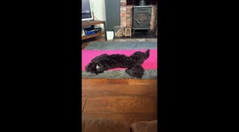Dog doing lockdown yoga