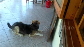 Dog confused by mirror