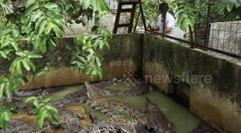 Crocodile park holding more than 1000 reptiles at risk from lack of food under COVID-19 lockdown